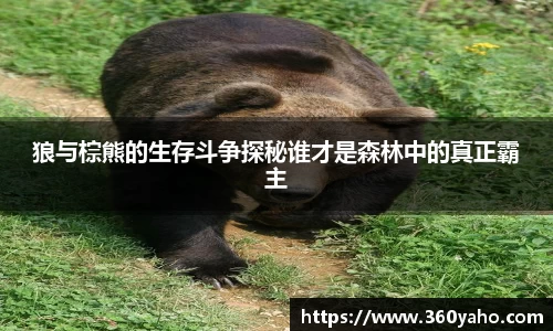 狼与棕熊的生存斗争探秘谁才是森林中的真正霸主